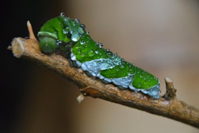 Von der Raupe über die Puppe bis zum Schmetterling gibt es bei der Ausstellung alle Entwicklungsstadien der Schmetterlinge zu sehen.