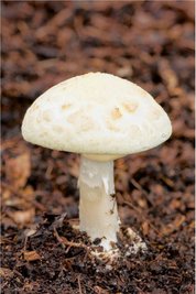 Gelber Knollenblätterpilz 