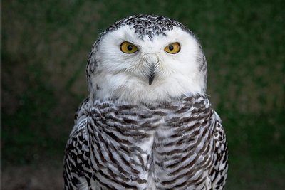 Eine Schneeeule - hier ein Foto von einer Schneeeule aus dem Tiergehege Thum - hat Einzug im Freiberger Tierpark gehalten. 