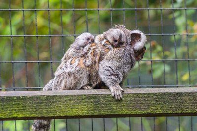 Im Auer Zoo der Minis sind zwei Weißbüscheläffchen zur Welt gekommen.
