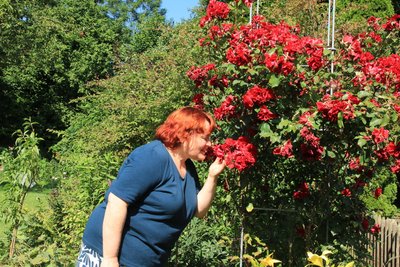 Monika Feuerer liebt Rosen, besonders die englischen.