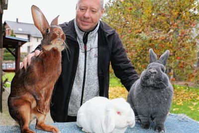 Rassig und schön anzuschauen: Hasenkaninchen rotbraun, Zwergwidder weiß Rotauge und Blauer Wiener (von links) zeigt Thomas Tschanter. 