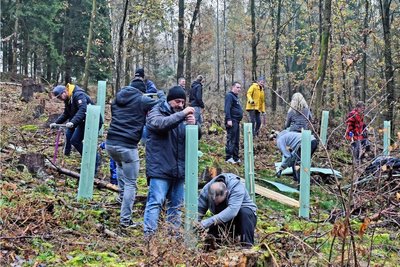 Zwischen Erdmannsdorf und Grünberg pflanzen Mitarbeiter von drei Chemnitzer Firmen Eichen und Hainbuchen. Die jungen Bäume erhalten eine spezielle Behausung vor Wildverbiss und Umwelteinflüssen. Fotos (3): Christof Heyden