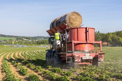 Erst vor kurzem wurde auf dem Erdbeerfeld in Auerbach Stroh angezündet. Jetzt wird es neu ausgefahren.