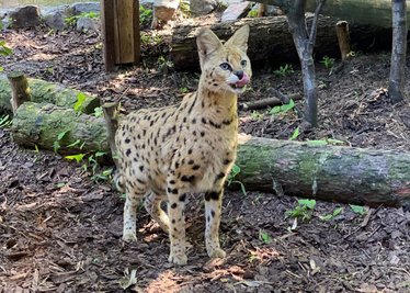 Im Auer Zoo der Minis werden Servale gehalten. Foto: Ralf Wendland