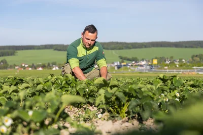 Mitarbeiter Dennis Berndt prüft, wie die Pflanzen wachsen. Erstmals eröffnet Erdbeer-Funck in Auerbach an der Richardshöhe ein Feld. In Rodewisch gibt es keines.
