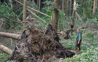 Revierförster Frank Günther verschafft sich einen Überblick von den Schäden, die der Tornado am 17. Juli im Rüsdorfer Wald angerichtet hat. 100 Jahre alte Fichten wurden entwurzelt oder wie Streichhölzer umgeknickt.