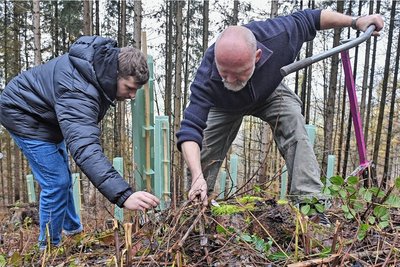 Zur Pflanzaktion der Stiftung Wald für Sachsen im Kommunalwald Augustusburg: Mit dabei waren Akteure der Chemnitzer Werbeagentur Punkt 191. Steffen Jacob, rechts und Anton Rohleder müssen angesichts der Vielfalt der Vegetation den Überblick bewahren und die markierten Pflanzstandorte im Bodem finden.