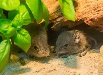 Unbekannte haben reichlich Münzgeld im Auer Zoo der Minis entwendet. Dort leben unter anderem Kurzohrrüsselspringer.