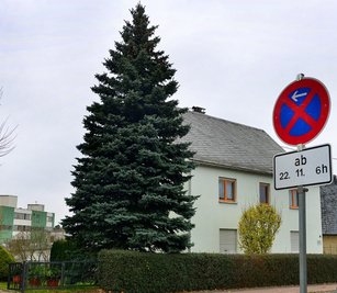 Der Weihnachtsbaum für den Mittweidaer Markt steht noch an der Schillerstraße. Am Montag wird er gefällt. 