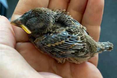 Auch mehrere Jungvögel wurden aufgepäppelt. Das ist sehr aufwändig, da die Tiere im Abstand von wenigen Stunden gefüttert werden müssen.