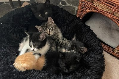 Eine Katze (nicht im Bild) musste sogar durch die Feuerwehr gerettet werden.