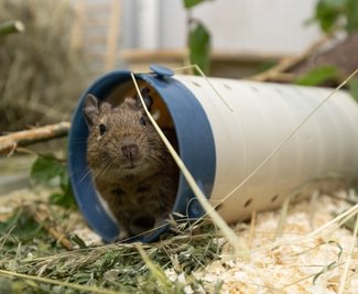 Zehn Degus in zwei Gruppen wurden als Notfälle aufgenommen. Wer kannihnen ein artgerechtes Quartier bieten?