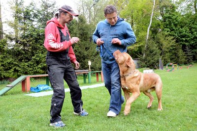 Hundehalter sollten mit ihren Vierbeinern eine Ausbildung absolvieren. Dabei kommen die Tiere auch mit Artgenossen in Kontakt.