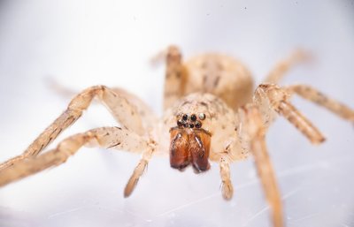 Die aus dem Mittelmeerraum stammende Spinne kommt inzwischen auch in Norddeutschland vor. (Archivbild) 