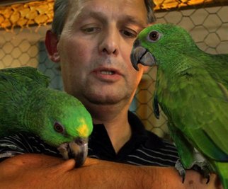 
              <p class="artikelinhalt">Frank Unger präsentierte zur Ziergeflügel- und Exotenschau in Bernsbach zwei zahme Gelbnacken-Amazonen. Einer der Vögel bedankte sich für die Ehre, Fotomodell spielen zu dürfen, auf seine Weise... </p>
            