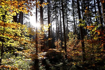 Dagegen sei ein Mischwald besonders gut fürs Klima und als gegenseitige Symbiose.