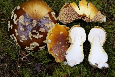 Vorsicht vor dem Braunen Fliegenpilz: Er kann leicht mit dem guten Perlpilz verwechselt werden. Nur das gelbe Fleisch unter der Huthaut unterscheidet ihn.