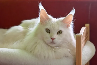 Maine-Coon-Katzen haben lange Haare und ein markantes Gesicht.