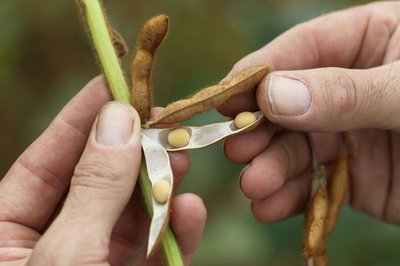 Soja - ein beliebter Grundstoff für pflanzliche Milchalternativen - wird auch in Deutschland angebaut.  