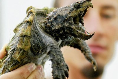 Mit der doch etwas furchteinflößenden Alligator-Schildkröte, die vor zehn Jahren für Medienrummel sorgte und nie gesichtet wurde, hat Olga nix zu tun.