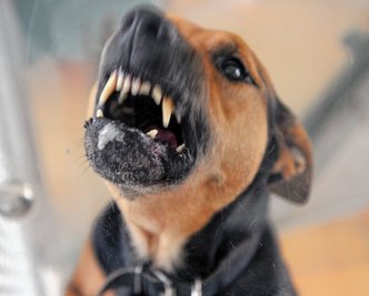 Symbolfoto: Ein Hund steht im Tierheim in seiner Box und fletscht die Zähne. 