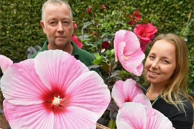 Janin und Peter Bartels aus Delmenhorst hatten winterharten Staudenhibiskus mit nach Lichtenwalde gebracht. 