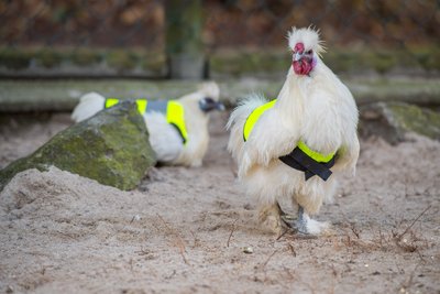 Die Rettungswesten sollen die Zwerghühner im Auer Zoo der Minis vor Krähenattacken schützen.