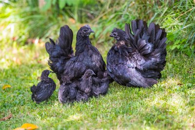 Die japanischen Minihühner sollen im Garten leicht zu halten sein, denn sie scharren nicht.