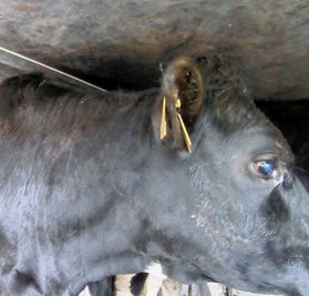 Auf diesem Transporter ging es eng zu. Die Widerristhöhe war nicht gewährleistet. Dadurch bestand die Gefahr, dass sich die Tiere verletzen und Schmerzen erleiden.