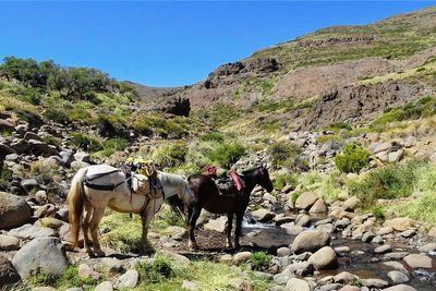 Die beiden Pferde Canela (links) und Don Socke sind Solveig Schmidts Weggefährten in Argentinien. 