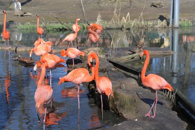 Flamingos im Limbacher Tierpark