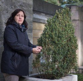 Die Raupen des Buchsbaumzünslers richten auch auf dem Dresdner Johannisfriedhof großen Schaden an. Beatrice Teichmann zeigt den Befall.