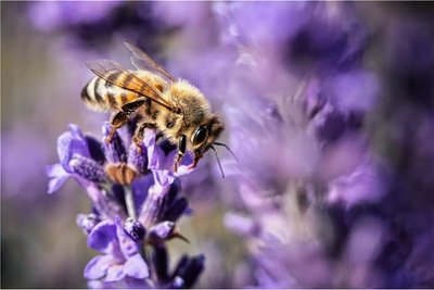 Schön fürs Auge und gut für Insekten: Lavendel. 