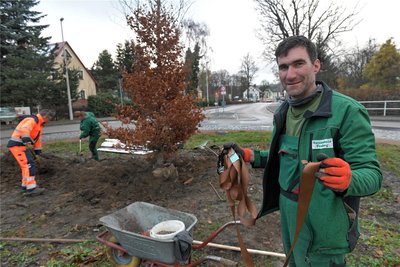 Bert Trautmann von der Baumschule Freiberg hat mit Spanngurten den Baum fest im Boden verankert.
