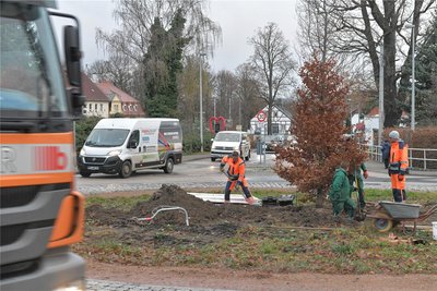 Im Kreisverkehr an der Frauensteiner Straße steht nun die neue Rotbuche.
