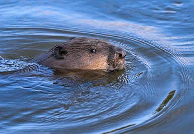 Schwimmender Castor: Die Naturschützer bitten Interessierte, auch den Biber, seine Spuren und seinen Lebensraum zu dokumentieren.