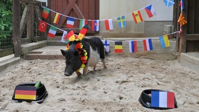 Schnurstracks ging Glücksschwein Rudi zum Napf mit der deutschen Nationalflagge. Ein gutes Omen? 