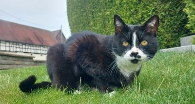Ein Bild aus glücklicheren Katzentagen: Kater Franzi auf dem heimischen Grundstück. 