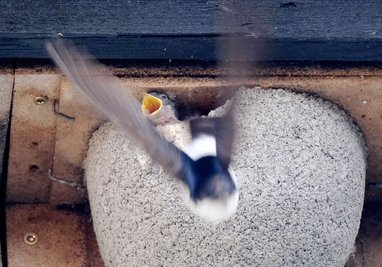 Nach Angaben der Vogelschutzwarte Neschwitz sind die Brutbestände der Rauchschwalben und Mehlschwalben - beide Arten bewohnen Gebäude - in den vergangenen 40 Jahren in Sachsen um etwa die Hälfte zurückgegangen. (Archivbild)