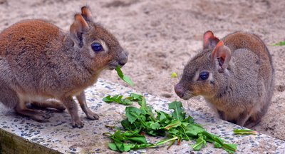 Die Nager sehen aus wie eine Mischung aus Hase und Meerschweinchen.