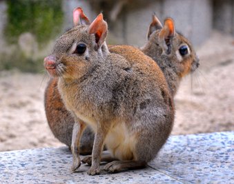 Der Zoo der Minis in Aue kann mit einem ungewöhnlichen Neuzugang aufwarten: mit zwei Zwergmaras.