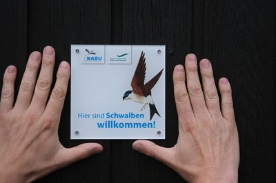 Die Aktion "Schwalben willkommen" in Regie des Naturschutzbundes Deutschland in Sachsen feiert in diesem Jahr den 10. Geburtstag (Archivbild).  