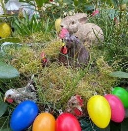 Hühnchen haben sich wärmendes Moos ins Nest gezogen.