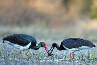 Selten machen sich zwei Exemplare gleichzeitig auf zur Jagd. Normalerweise bleibt ein Vogel beim Nachwuchs im Horst.