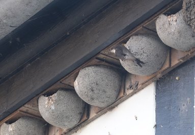 Nach Angaben der Vogelschutzwarte Neschwitz sind die Brutbestände der Rauchschwalben und Mehlschwalben - beide Arten bewohnen Gebäude - in den vergangenen 40 Jahren in Sachsen um etwa die Hälfte zurückgegangen. (Archivbild). 