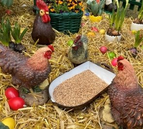 Aus einer alten Gusspfanne dürfen die Hühner Körner picken.