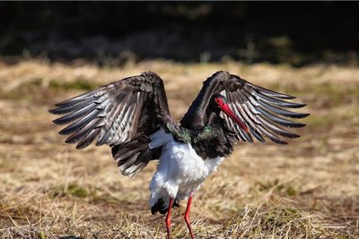 An Gewässern geht der Zugvogel auf Beutefang. Dieser Storch wurde im Sommer bei Satzung gesichtet. 