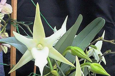 Hat eine sehr spezielle Blüte: der Stern von Madagaskar. 