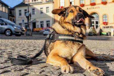 Die Hundesteuer in Reichenbach wird in zwei Schritten erhöht. Für den ersten Hund sind 2023 70 Euro und ab 2024 pro Jahr 90 Euro zu berappen.